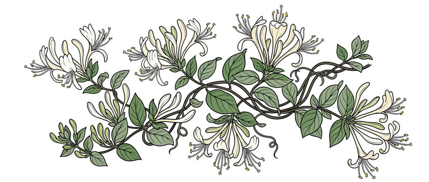 Delicate White Honeysuckle Vine Illustration