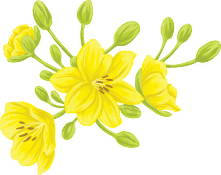 Hand Painted Cosmos Flower Botanical Watercolor Illustration