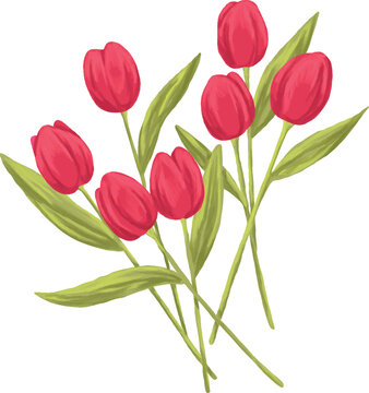 Botanical Sketch Tulip Flower Line Art Illustration