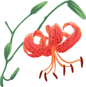 Botanical Sketch Tiger Lily Flower Line Art Illustration
