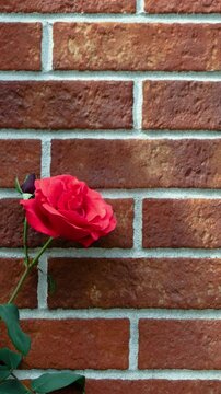 レンガの壁際に咲く薔薇　タイトルバック_縦長	
