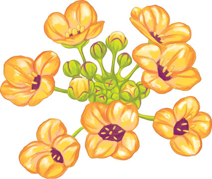 Botanical Sketch Sweet Alyssum Flower Line Art Illustration