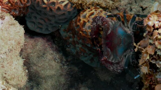 Crustacean Foraging Along Rocky Reef Surface