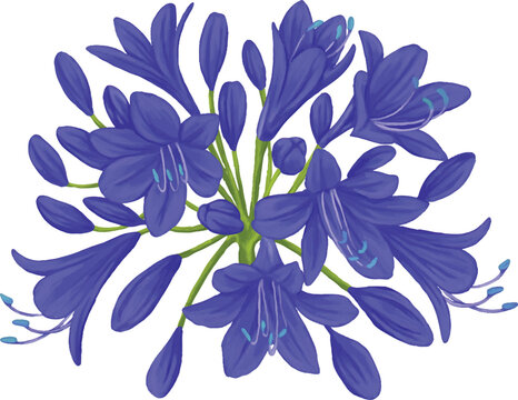 Botanical Sketch Agapanthus Lily Flower Line Art Illustration