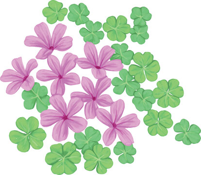 Botanical Sketch Shamrock Plant Line Art Illustration