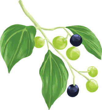 Botanical Painting Camphor Tree Botanical Watercolor Illustration