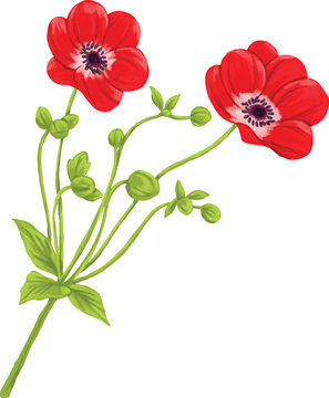 Botanical Painting Japanese Anemone Watercolor Floral Illustration
