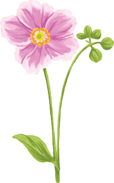 Botanical Painting Japanese Anemone Watercolor Floral Illustration