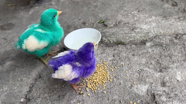 Two colorful dyed baby chicks standing on a concrete floor