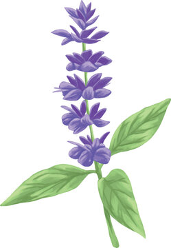 Botanical Painting Mealy Sage Watercolor Floral Illustration