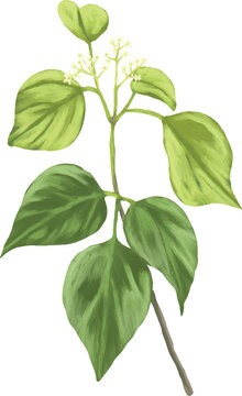 Botanical Painting Sea Torchwood Plant Watercolor Botanical Illustration