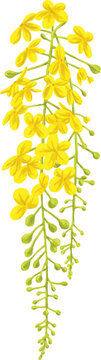 Botanical Painting Golden Shower Tree Cassia Fistula Floral Watercolor Illustration