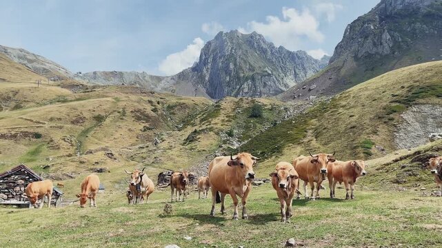 cows grazing in mountain valley landscape with peaks background