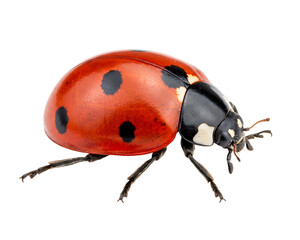 Red ladybug insect with black spots isolated on a white surface during daylight © Rokibul