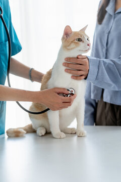 cat receives a thorough health check at a vet clinic by a veterinarian