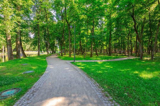 Quiet, winding path cuts through a vibrant, sunlit forest with tall trees
