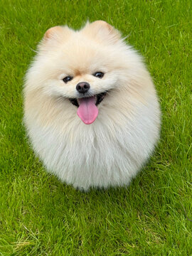 Funny pomeranian spitz dog in the grass