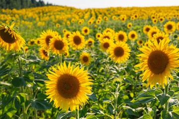 Fototapeta premium Field sunflower with flare light on the sun. Natural sunflower background