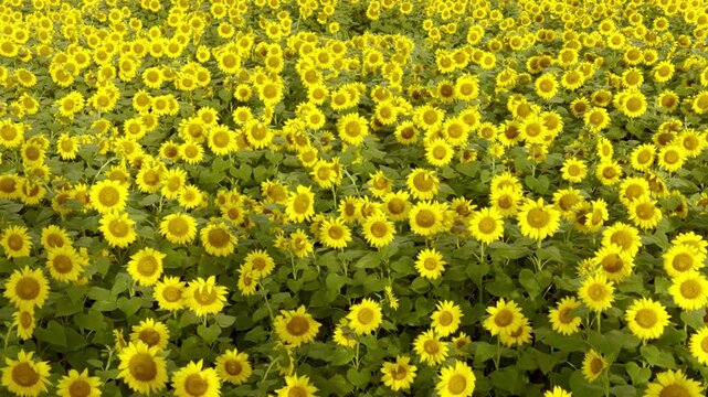 いちめんの&ldquo;ひまわり&rdquo;咲き誇る