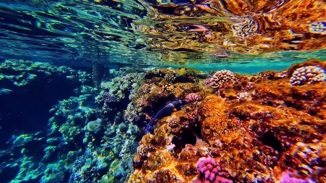 Sunny coral reef and small fish in Sharm El Sheikh, Egypt, under rippling