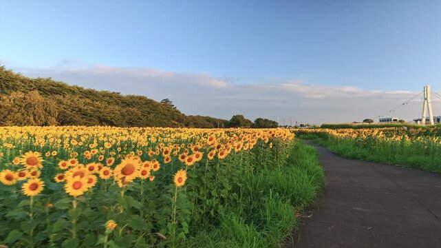 いちめんのひまわり畑を走る
