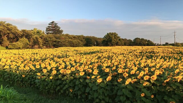 いちめんのひまわり畑を走る