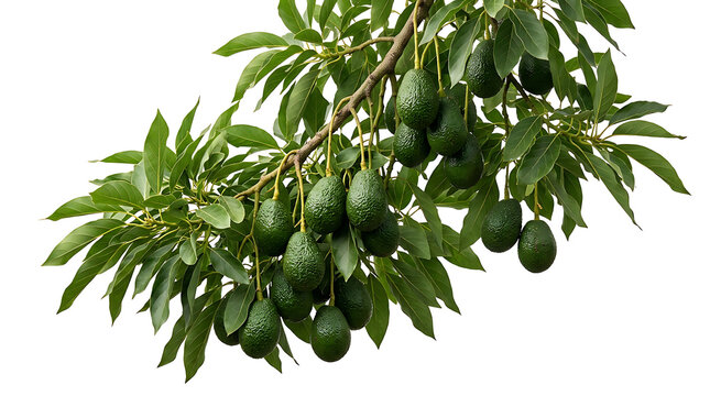 Green avocados ripening on a branch with leaves fruit