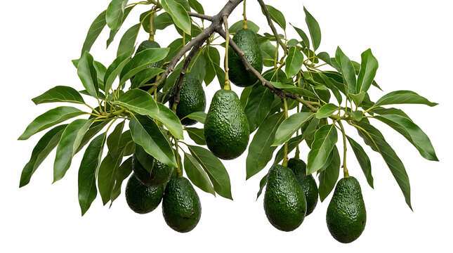 Ripe green avocados hanging on a branch with leaves