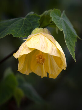 Closeup of flowers of Abutilon 'Lemon Queen' in a garden in late summer