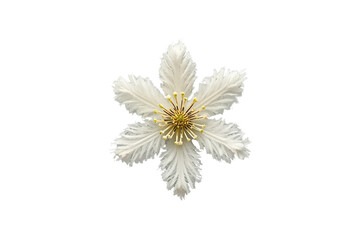 Obraz premium White layered flower with yellow center viewed from above