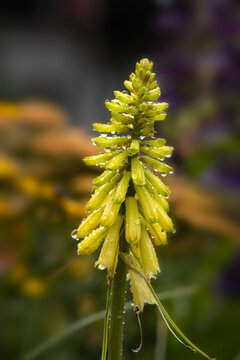 Closeup of flower spike of Kniphofia 'Lemon Popsicle' in a garden in late summer