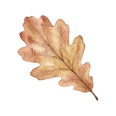 Fototapeta premium Autumn oak leaf watercolor illustration isolated on white background