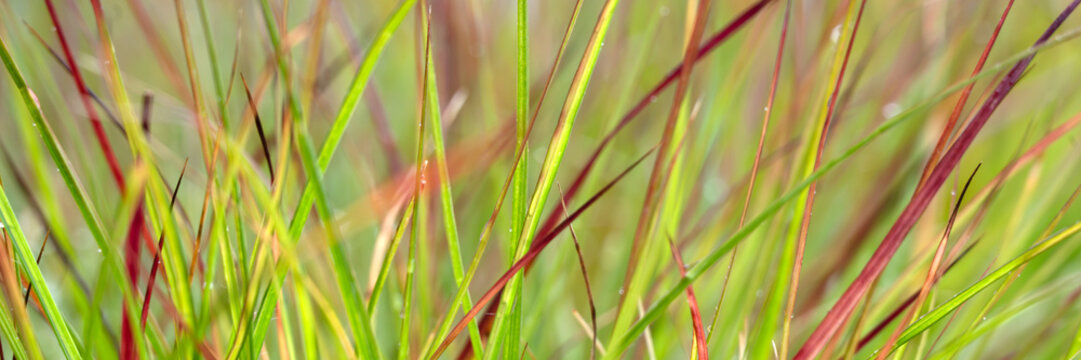 Panorama of Pennisetum alopecuroides 'Burgundy Bunny' grass in  garden in late summer