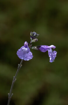 Closeup of flowers of Salvia 'So Cool Pale Blue' in a garden in late summer