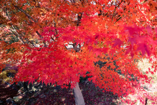 Brilliant Red Maple Leaves at Chishakuin Temple Kyoto Nov 28 2025
