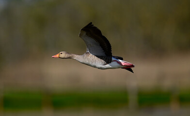 flying Greylag goose // Graugans (Anser anser) - Alicante, Spain © bennytrapp