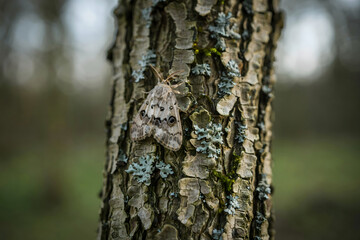 Obraz premium A macro of a moth with distinct eye-like spots on its wings, resting on the rough, cracked bark of a tree with green lichen patches