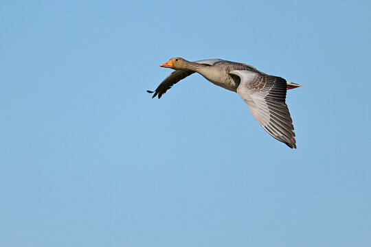 fliegende Graugans // Greylag goose (Anser anser) - Alicante, Spain