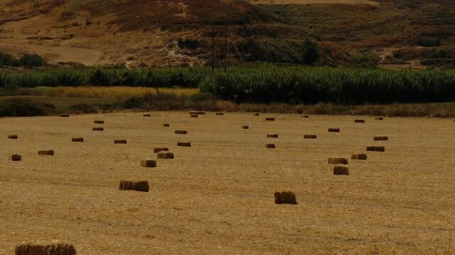 Rectangular Hay Bales Scattered On Harvested Agricultural Field Near Hills