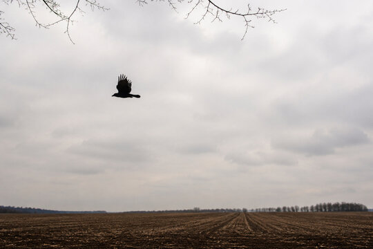 Black crow flying over empty plowed field under overcast sky, omen and augury concept