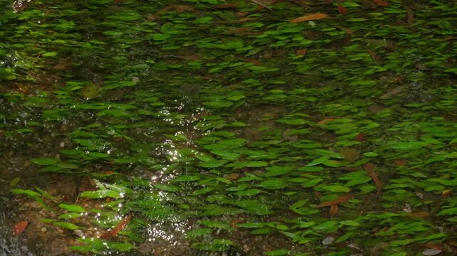 Submerged leaves bending with the current in a shallow stream over a stony bed