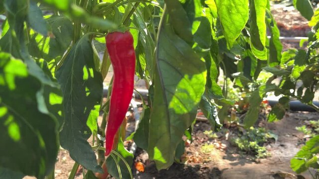 Close-up shot of a vibrant red chili pepper ripening on a green bush in a sunny garden, showcasing fresh agriculture and organic farming. High-quality 4K footage of a bright red hot pepper hanging fro
