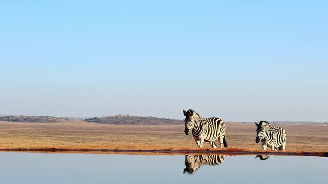 Pair of cautious Burchell's zebra walk up to waterhole in dry landscape, low POV