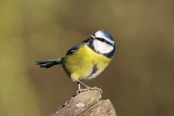 Eurasian Blue Tit Perched on a Wooden Post Close Up Shot © Badr