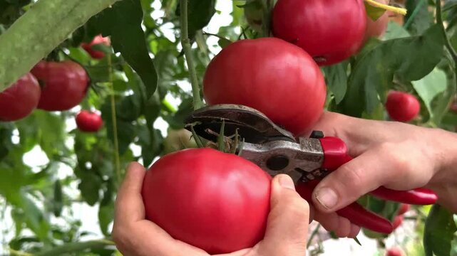 Cutting ripe pink tomatoes from vine with garden pruners in greenhouse, organic farming concept.