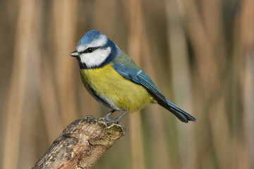 Eurasian Blue Tit (Cyanistes caeruleus) perched on a wooden branch, close-up macro portrait of a colorful small songbird in its natural habitat with blurred background © Badr