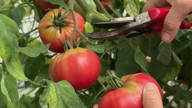 Farmer hands cutting ripe pink tomato from vine with pruners in greenhouse, organic harvest process.