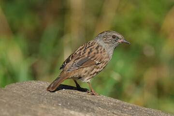 Fototapeta premium Dunnock perched on a wooden post with a blurred green background