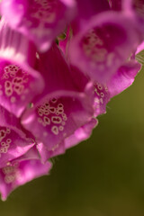 Detailed macro shot of pink foxglove blossoms © Cavan