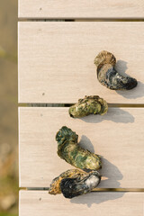 Fresh raw oysters resting on a wood dock © Cavan